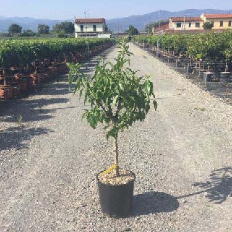 Mandľovník trpasličí (Prunus amygdalus) ´GARDEN PRINCE´® - výška 70-100 cm, obvod kmeňa 4/6 cm, kont. C10L